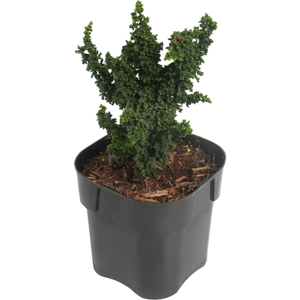 Фото Кипарисовик тупой «Пигмеа» 2-3 л 15-20 см