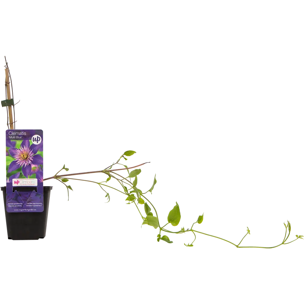 Фото 3 Клематис микс 9x30 см