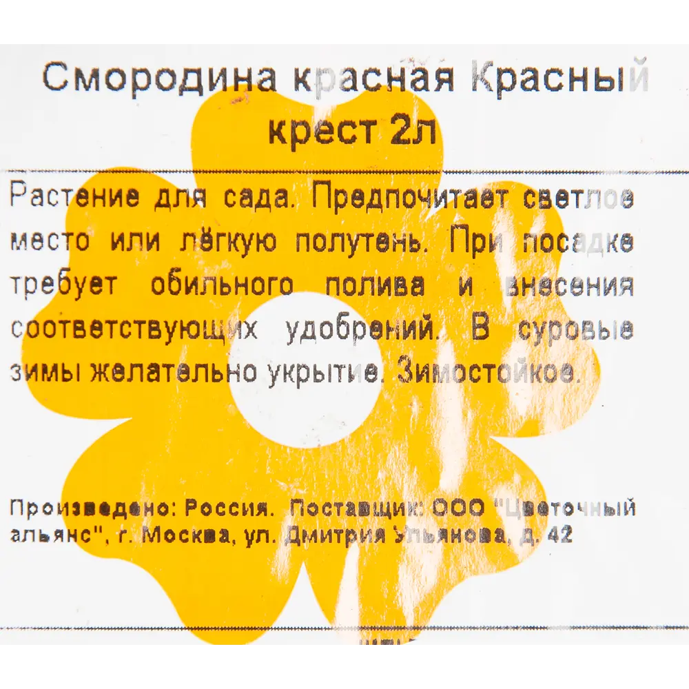 Фото 2 Смородина красная «Красный крест» 2 л высота 15 см Фото 2 Смородина красная «Красный крест» 2 л высота 15 см