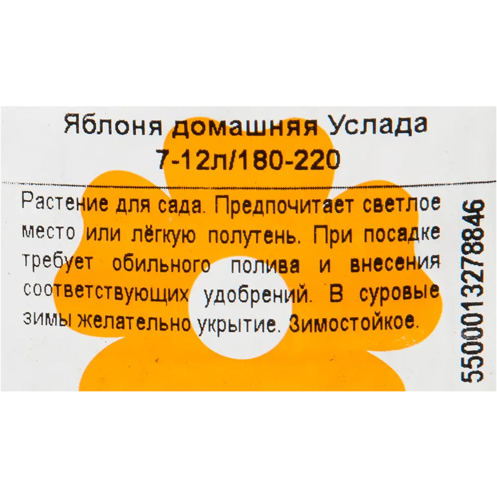 Фото 2 Яблоня домашняя «Услада» 7-12 л высота 180-220 см Фото 2 Яблоня домашняя «Услада» 7-12 л высота 180-220 см