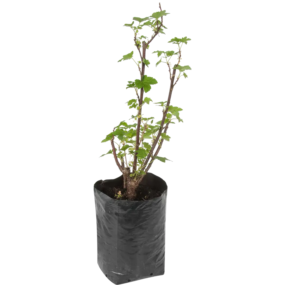 Фото Смородина красная «Мармеладница» 1.5-2 л высота 20 см