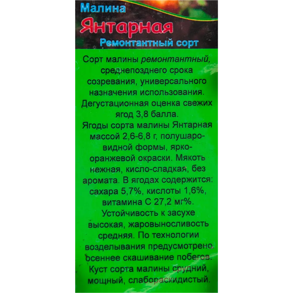 Фото 2 Малина садовая «Янтарная» 1.5-2 л высота 20-40 см Фото 2 Малина садовая «Янтарная» 1.5-2 л высота 20-40 см