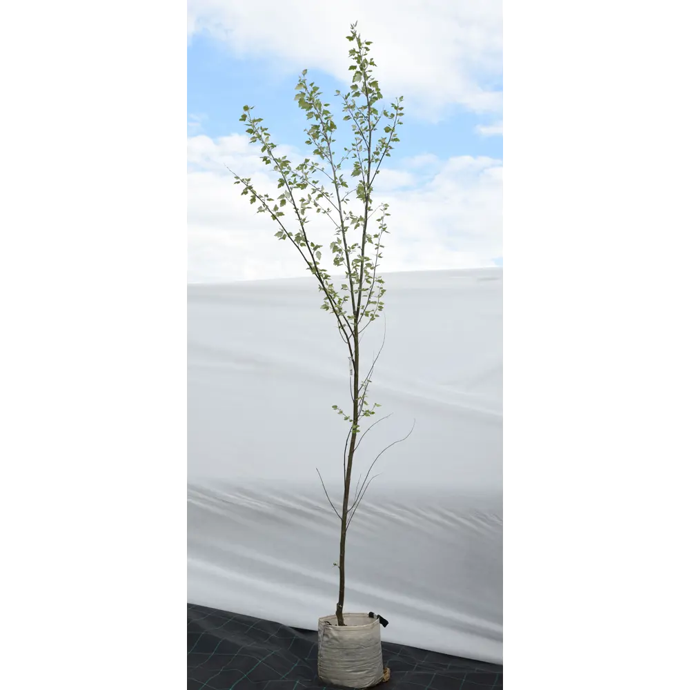 Фото Тополь белый «Нивея» 45x200-250 см