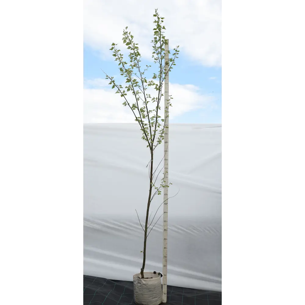 Фото 2 Тополь белый «Нивея» 45x200-250 см