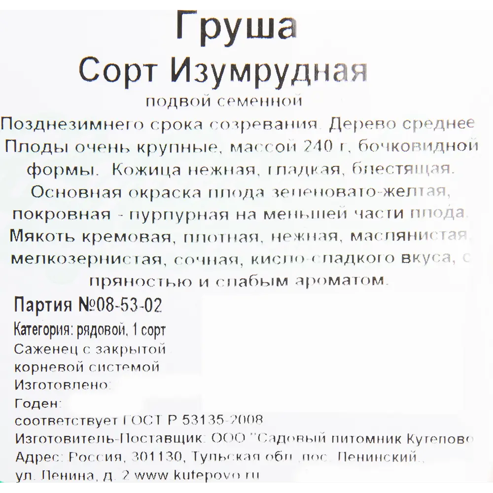 Фото 2 Груша «Изумрудная» C4 высота 140 см Фото 2 Груша «Изумрудная» C4 высота 140 см