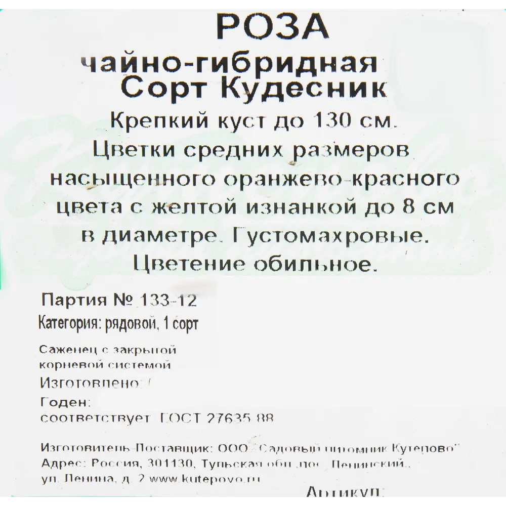 Фото 2 Роза чайно-гибридная «Кудесник» 15x30 см Фото 2 Роза чайно-гибридная «Кудесник» 15x30 см