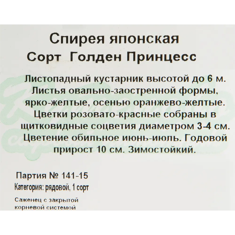 Фото 2 Спирея «Голден Принцесс» 15x20 см Фото 2 Спирея «Голден Принцесс» 15x20 см