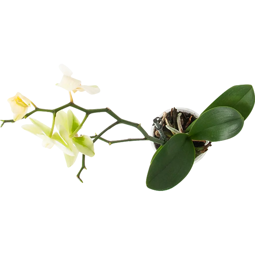 Фото 2 Орхидея Фаленопсис 2 стебля ø9 h40 см Фото 2 Орхидея Фаленопсис 2 стебля ø9 h40 см