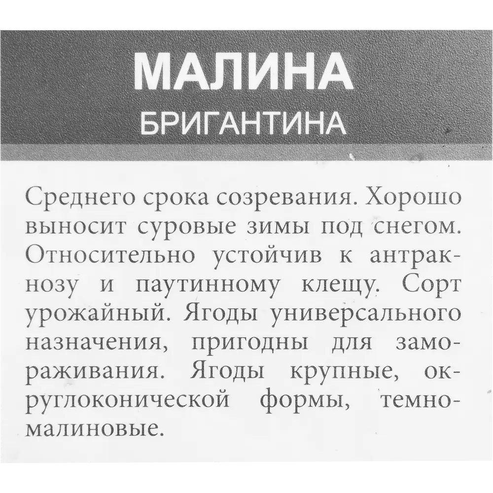 Фото 2 Малина, в ассортименте, горшок С2, цвет красный Фото 2 Малина, в ассортименте, горшок С2, цвет красный