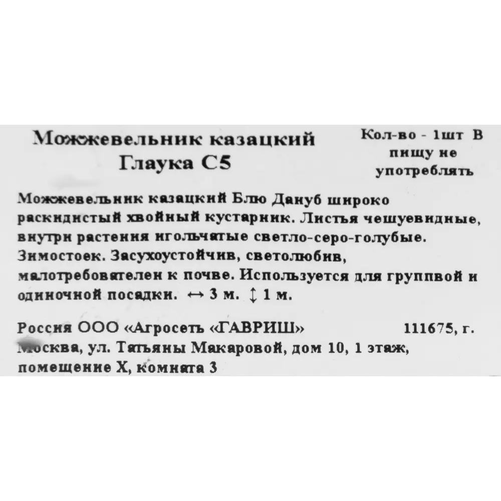 Фото 2 Можжевельник казацкий «Глаука» C5 Фото 2 Можжевельник казацкий «Глаука» C5