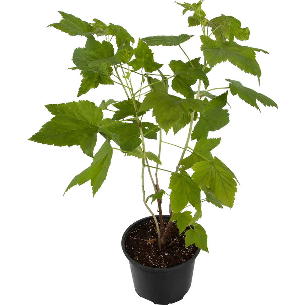 Фото Смородина чёрная «Пигмей» 17x30 см Фото Смородина чёрная «Пигмей» 17x30 см