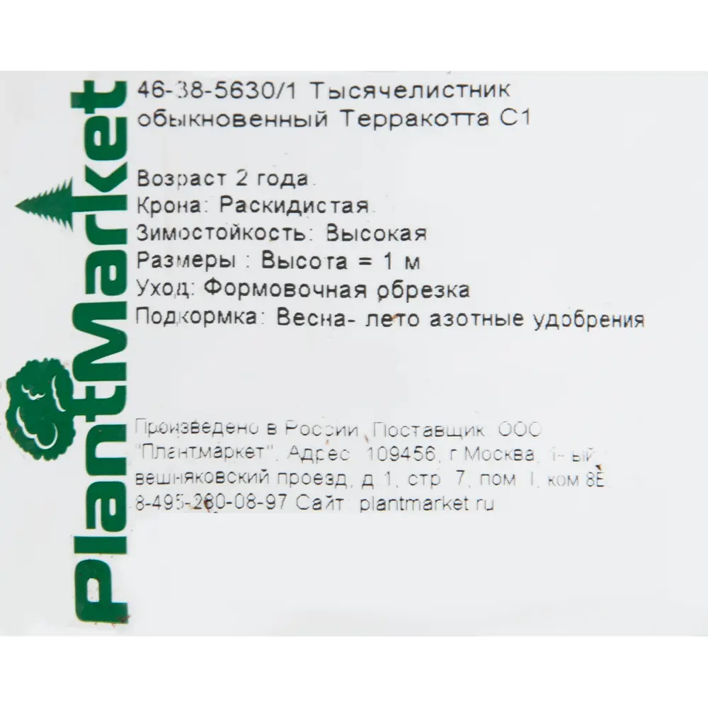 Фото 2 Тысячелистник обыкновенный «Терракотта» 14x40 см Фото 2 Тысячелистник обыкновенный «Терракотта» 14x40 см