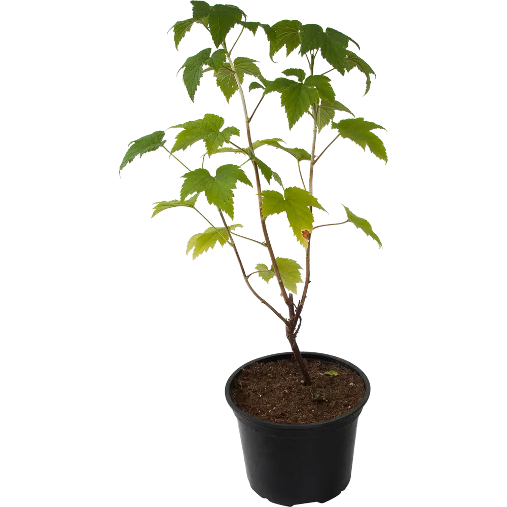 Фото Смородина чёрная «Сокровище» 17x30 см Фото Смородина чёрная «Сокровище» 17x30 см