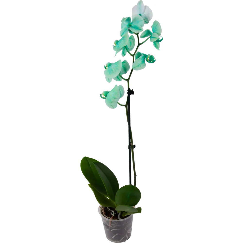 Фото Орхидея Фаленопсис микс окрашенный 1 стебель ø12 h70 см Фото Орхидея Фаленопсис микс окрашенный 1 стебель ø12 h70 см