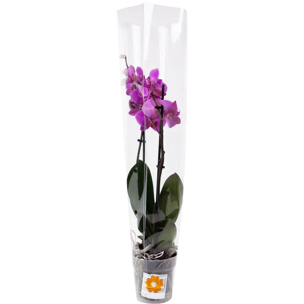 Фото 4 Орхидея Фаленопсис микс 2 стебля ø12 h60 см сиреневый Фото 4 Орхидея Фаленопсис микс 2 стебля ø12 h60 см сиреневый