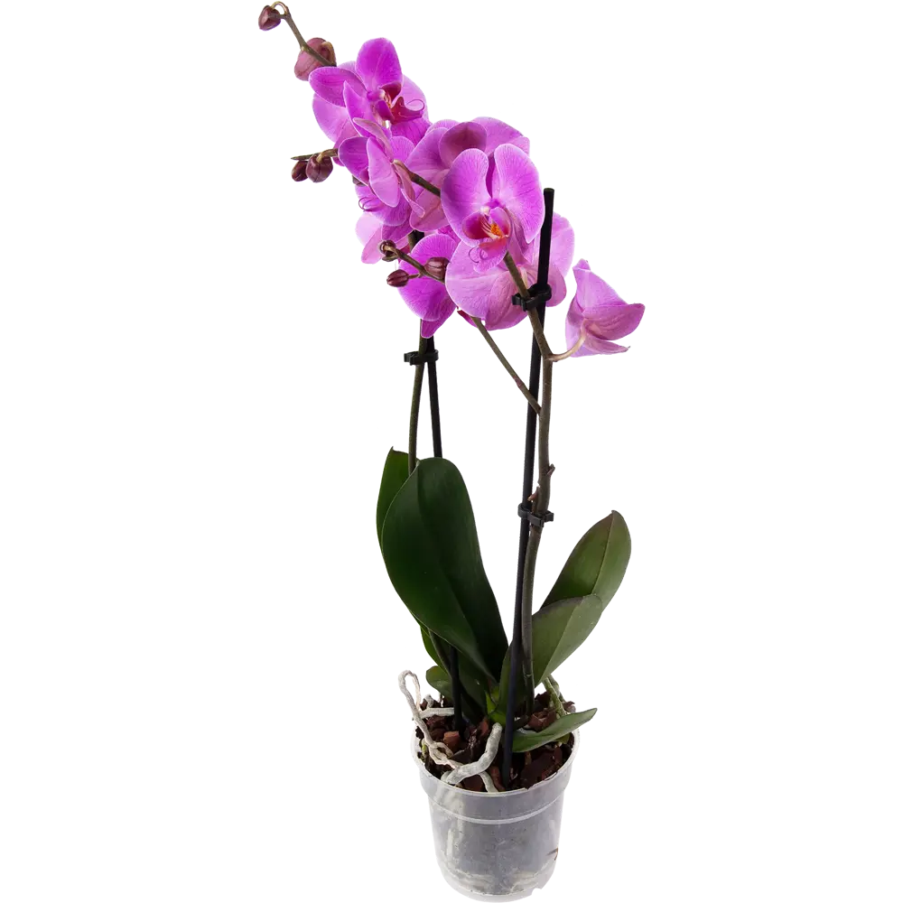 Фото Орхидея Фаленопсис микс 2 стебля ø12 h60 см сиреневый Фото Орхидея Фаленопсис микс 2 стебля ø12 h60 см сиреневый