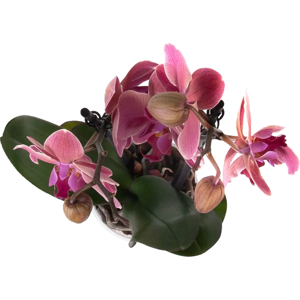 Фото 2 Орхидея Фаленопсис сортовой микс 2 стебля ø12 h60 см Фото 2 Орхидея Фаленопсис сортовой микс 2 стебля ø12 h60 см