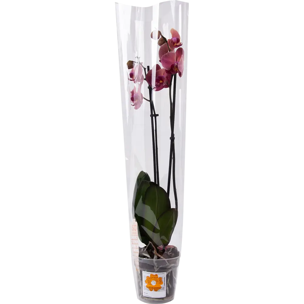 Фото 4 Орхидея Фаленопсис сортовой микс 2 стебля ø12 h60 см Фото 4 Орхидея Фаленопсис сортовой микс 2 стебля ø12 h60 см