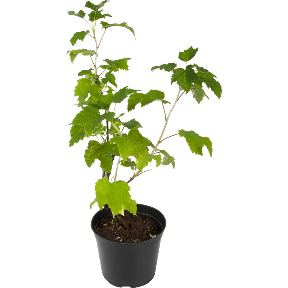 Фото Смородина красная «Сахарная» С3-С4 Фото Смородина красная «Сахарная» С3-С4