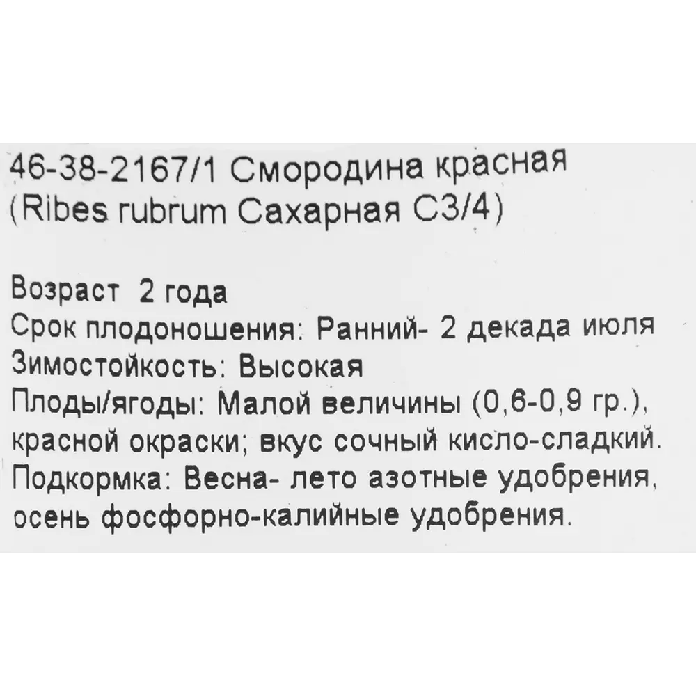 Фото 2 Смородина красная «Сахарная» С3-С4 Фото 2 Смородина красная «Сахарная» С3-С4