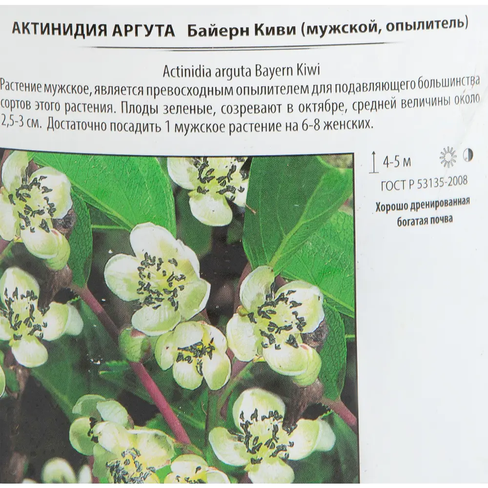 Фото 2 Актинидия аргута «Байерн Киви» 2 л h20 см Фото 2 Актинидия аргута «Байерн Киви» 2 л h20 см