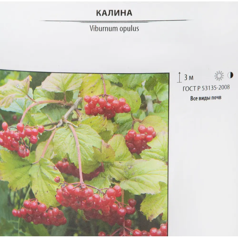 Фото 2 Калина красная «Жолобовская» 17.5x30 см Фото 2 Калина красная «Жолобовская» 17.5x30 см