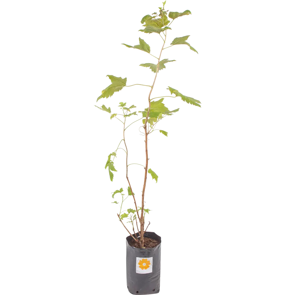 Фото Смородина чёрная «Детскосельская» 1.5-2 л высота 20 см Фото Смородина чёрная «Детскосельская» 1.5-2 л высота 20 см