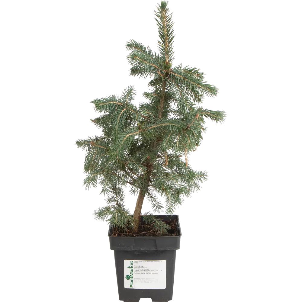 Фото Ель сербская «Оморика» 15x40-60 см Фото Ель сербская «Оморика» 15x40-60 см