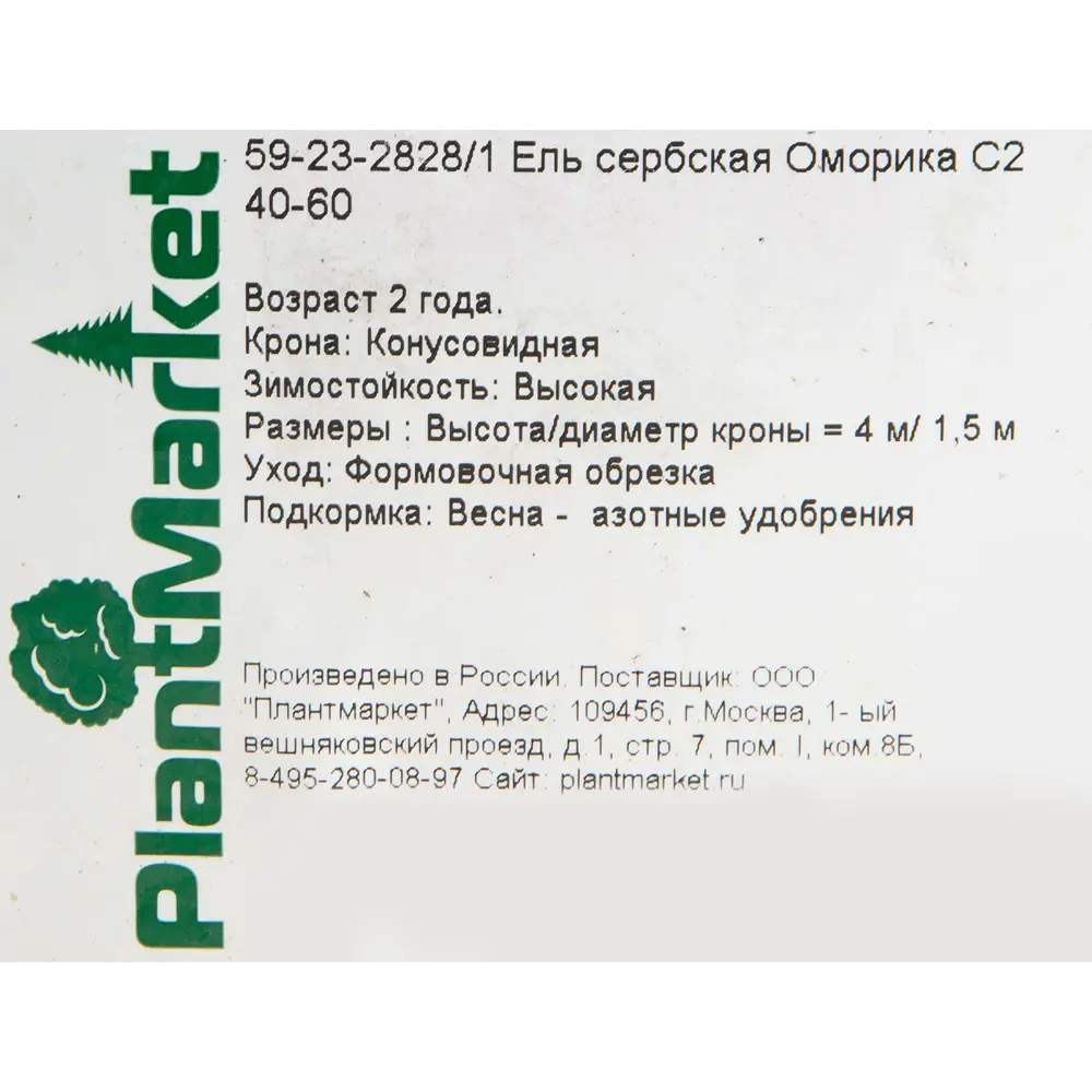 Фото 2 Ель сербская «Оморика» 15x40-60 см Фото 2 Ель сербская «Оморика» 15x40-60 см