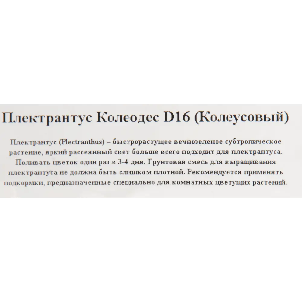 Фото 3 Плектрантус Колеодес 16x20 см