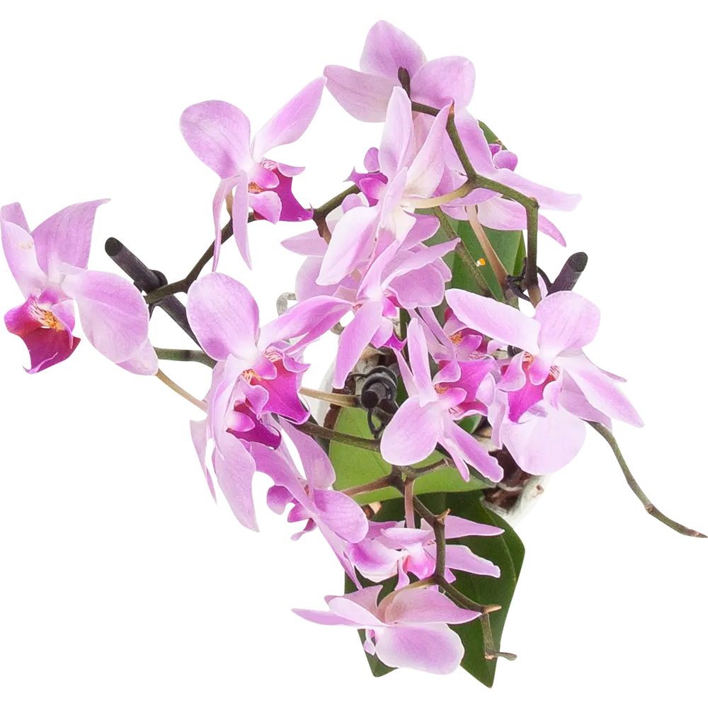 Фото 2 Орхидея Фаленопсис ø12 h50 - 70 см Фото 2 Орхидея Фаленопсис ø12 h50 - 70 см
