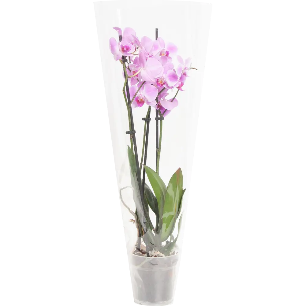 Фото 3 Орхидея Фаленопсис ø12 h50 - 70 см Фото 3 Орхидея Фаленопсис ø12 h50 - 70 см