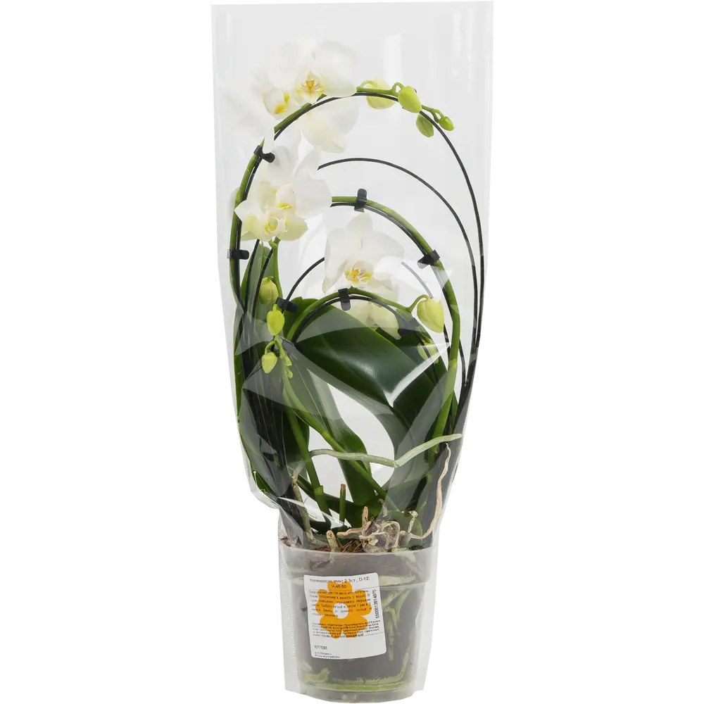 Фото 4 Орхидея Фаленопсис микс 2 - 3 стебля ø12 h45 см Фото 4 Орхидея Фаленопсис микс 2 - 3 стебля ø12 h45 см