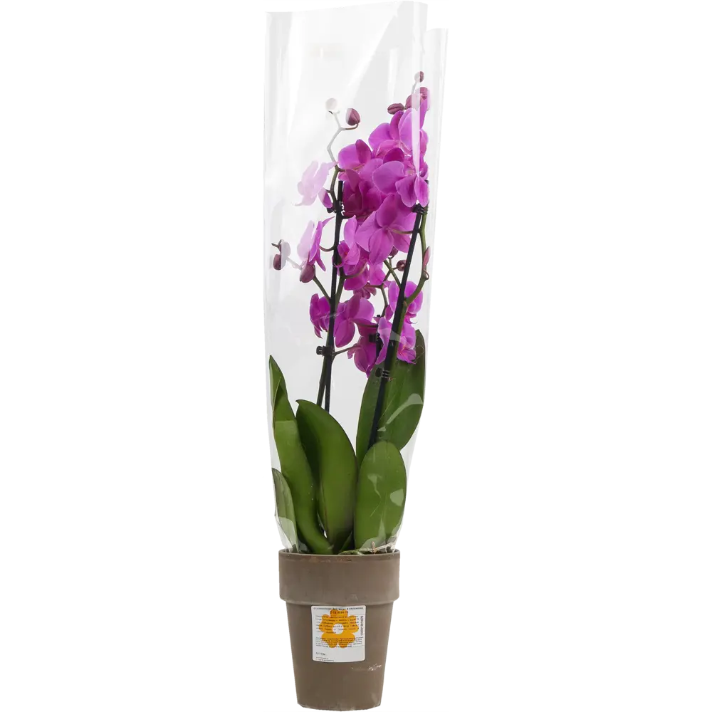 Фото 4 Орхидея Фаленопсис 3 стебля ø13 h55 - 70 см Фото 4 Орхидея Фаленопсис 3 стебля ø13 h55 - 70 см