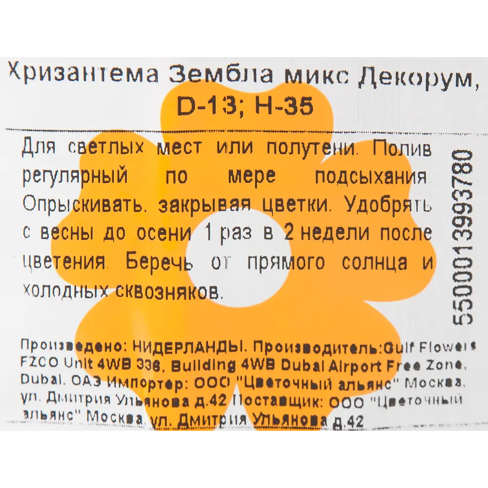 Фото 3 Хризантема Зембла 13х35-40 см Фото 3 Хризантема Зембла 13х35-40 см