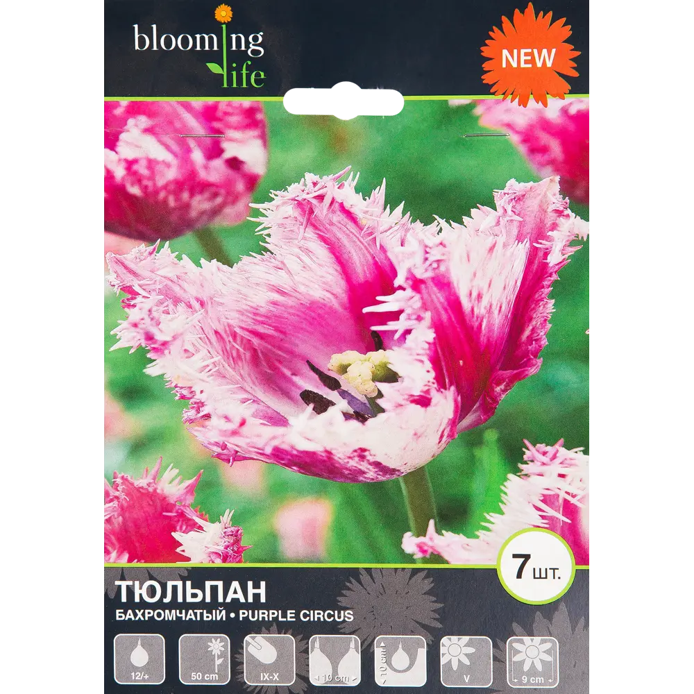 Фото Тюльпан «Перпл Серкус» размер луковицы 12, 7 шт.