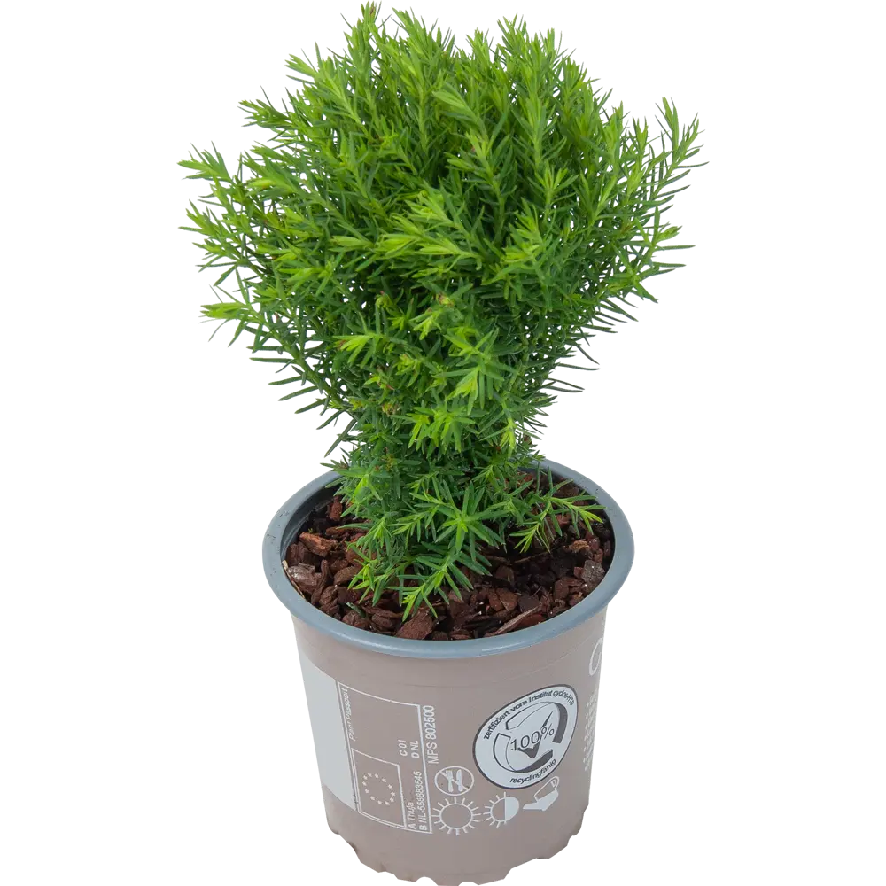 Фото Хвойные микс Промо 9x20 см