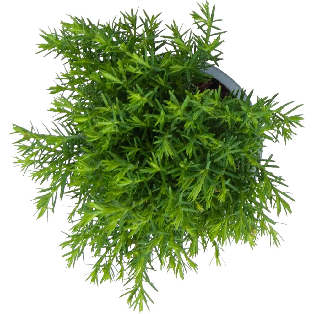 Фото 2 Хвойные микс Промо 9x20 см