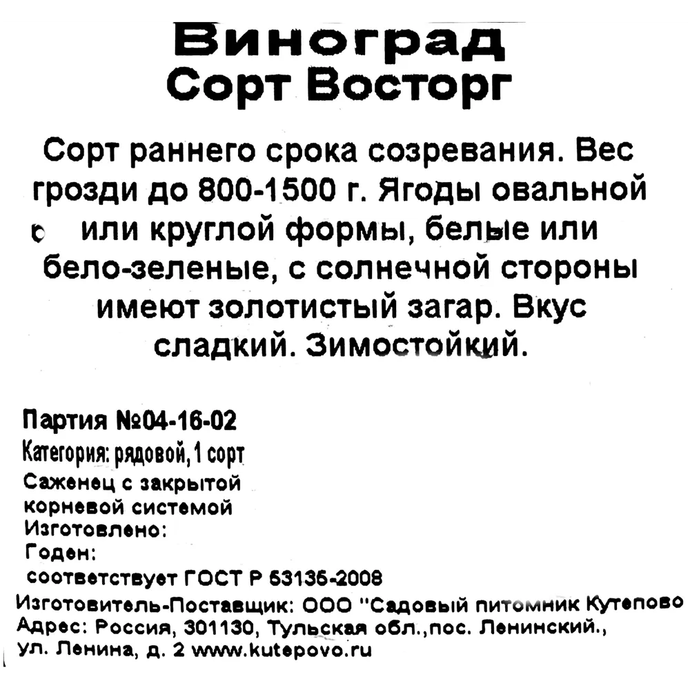Фото 2 Виноград плодовый «Восторг» C2 высота 50 см Фото 2 Виноград плодовый «Восторг» C2 высота 50 см