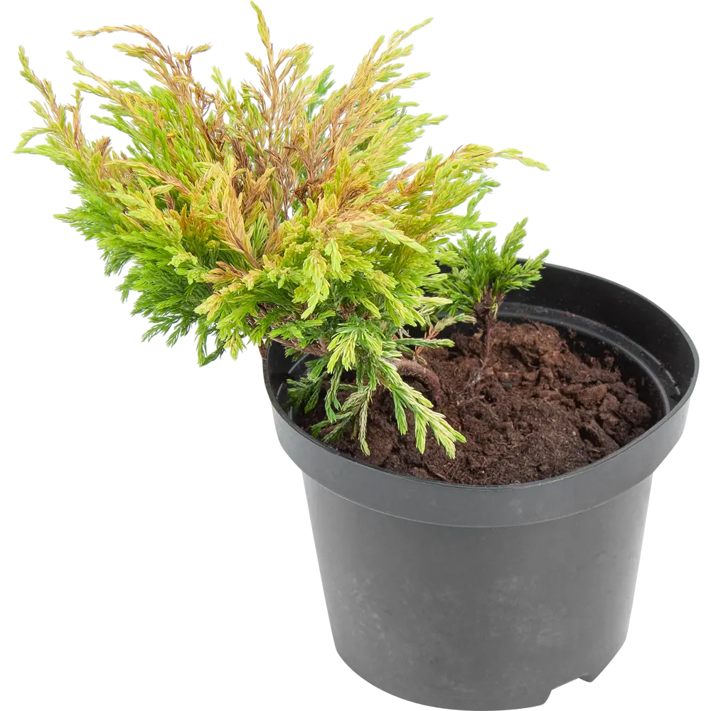 Фото Можжевельник «Лайм Глоу» 17x40 см Фото Можжевельник «Лайм Глоу» 17x40 см