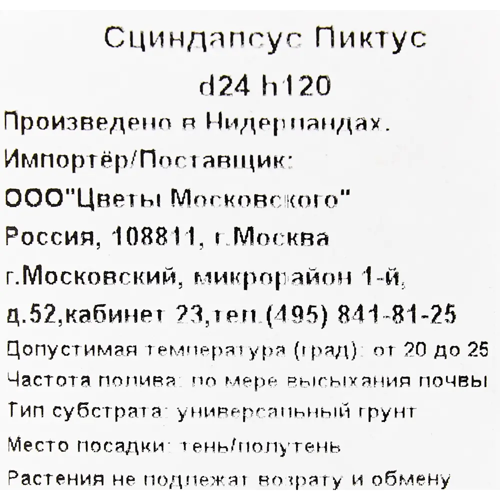 Фото 3 Сциндапсус Пиктус 24x120 см Фото 3 Сциндапсус Пиктус 24x120 см