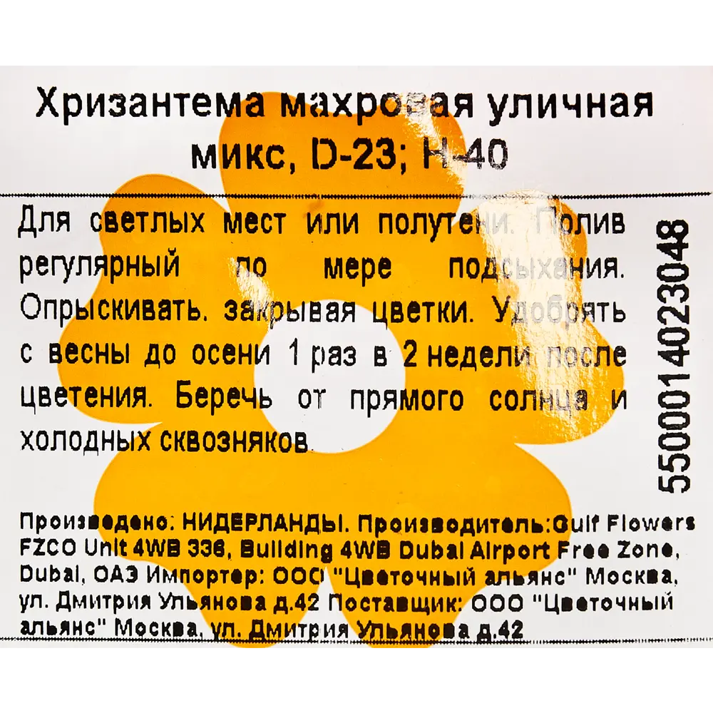 Фото 4 Хризантема Микс махровых сортов 12x25 см Фото 4 Хризантема Микс махровых сортов 12x25 см