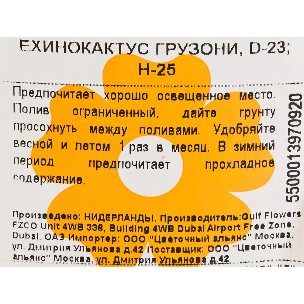 Фото 3 Эхинокактус Грузони 23x25 см Фото 3 Эхинокактус Грузони 23x25 см