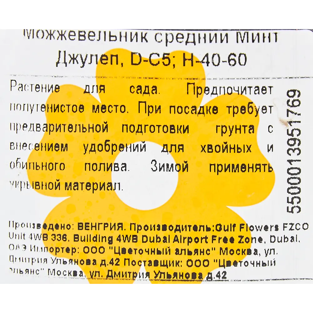 Фото 2 Можжевельник средний «Минт Джулеп» 5-7.5 л 40-60 см Фото 2 Можжевельник средний «Минт Джулеп» 5-7.5 л 40-60 см