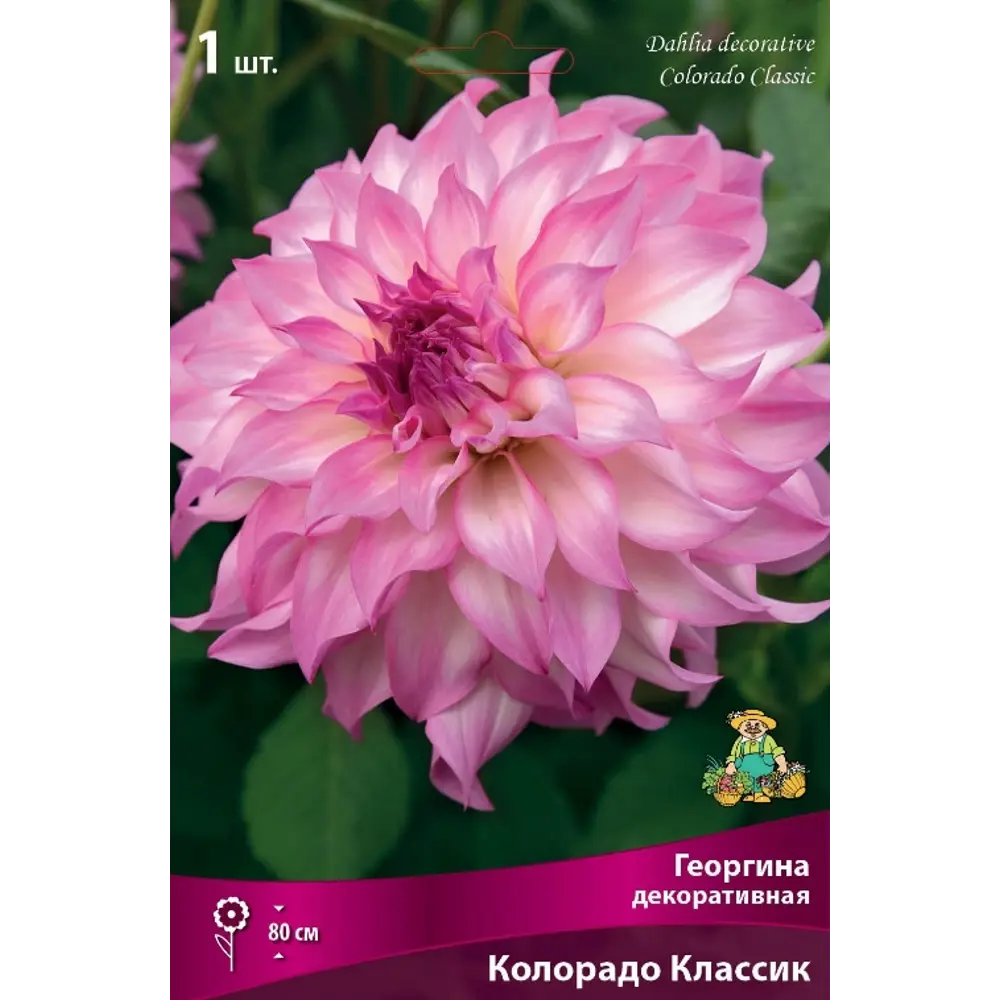 Фото Георгина декоративная Колорадо луковица I