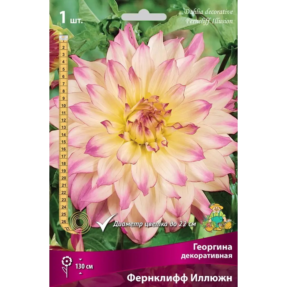 Фото Георгина декоративная Фернклифф Иллюжн луковица I