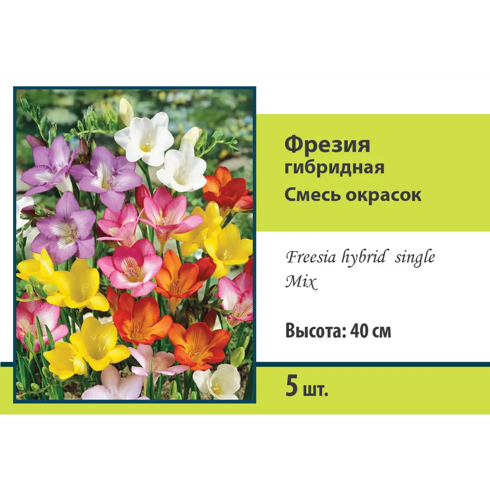 Фото Фрезия гибридная микс луковица 5/6 Фото Фрезия гибридная микс луковица 5/6