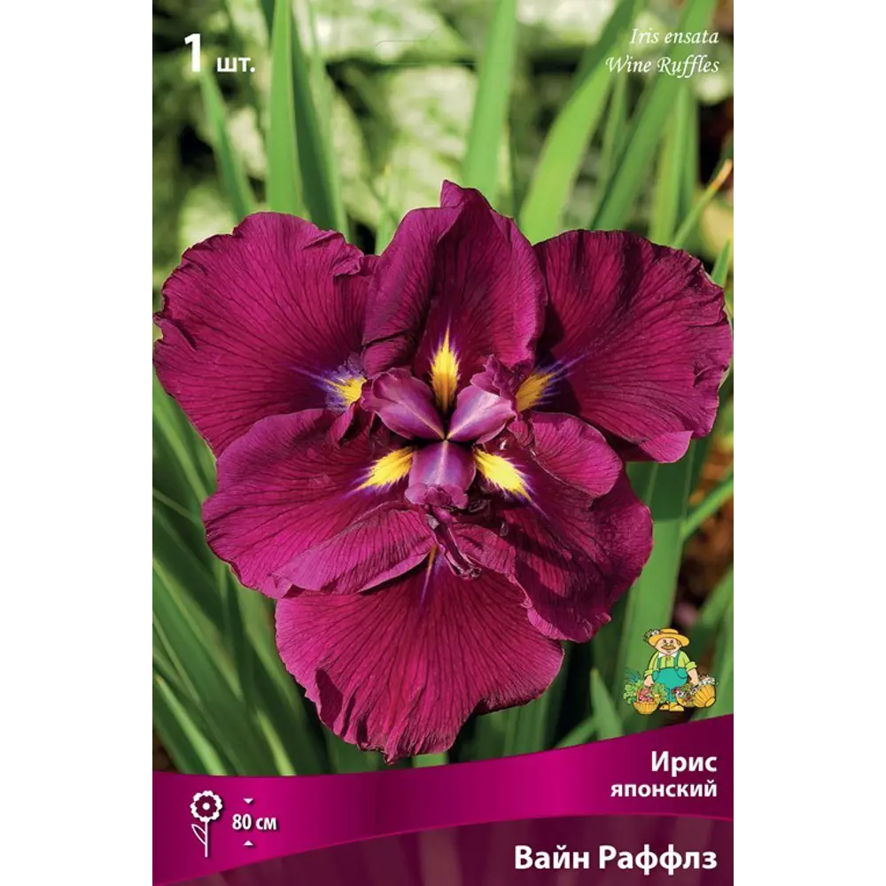 Фото Ирис японский Вайн Раффлз луковица I Фото Ирис японский Вайн Раффлз луковица I