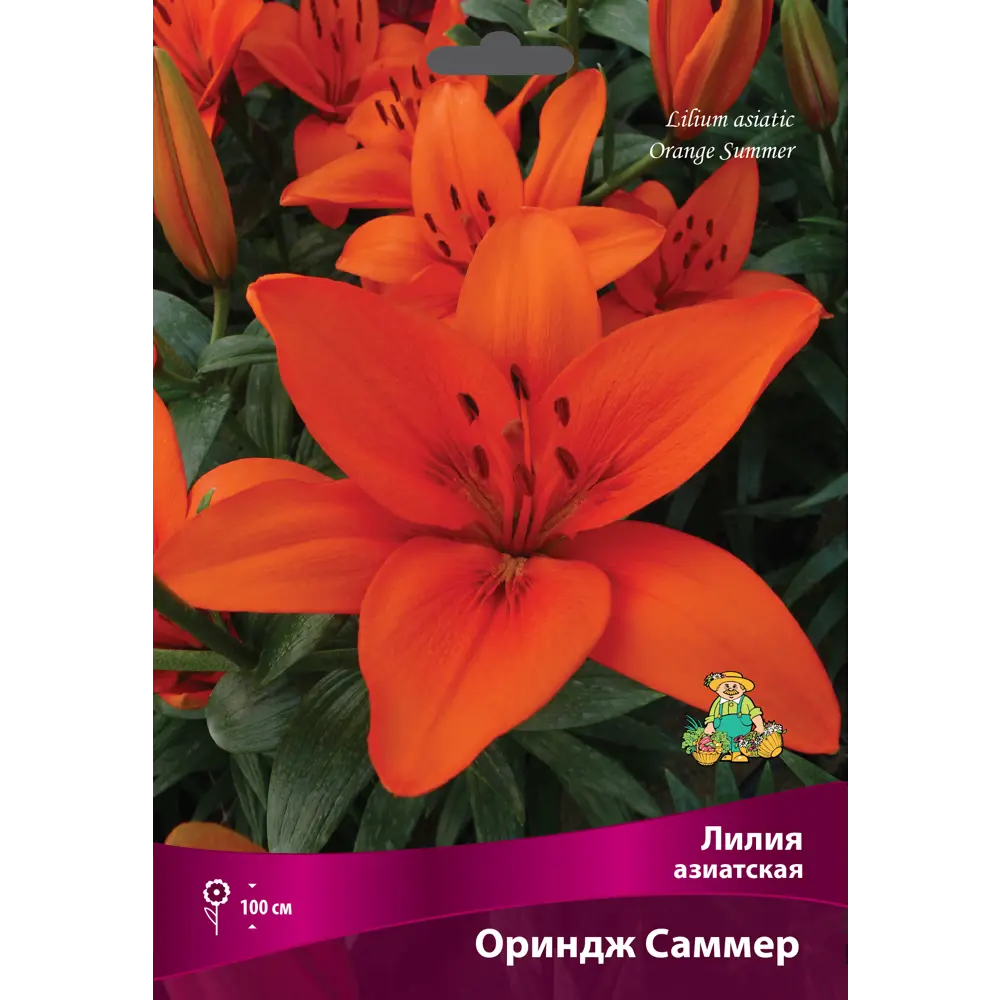 Фото Лилии азиатские Ориндж Саммер луковица 16/18 Фото Лилии азиатские Ориндж Саммер луковица 16/18