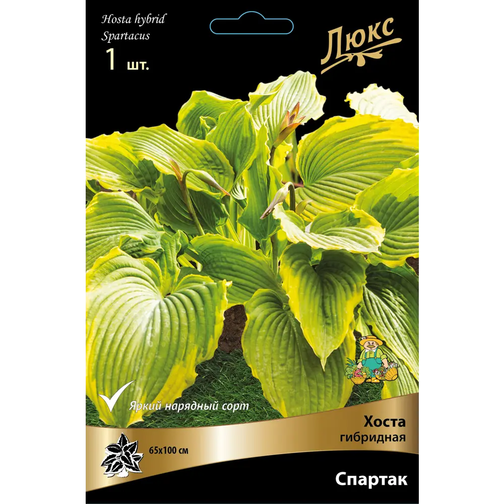 Фото Хоста гибридная Спартак луковица I Фото Хоста гибридная Спартак луковица I